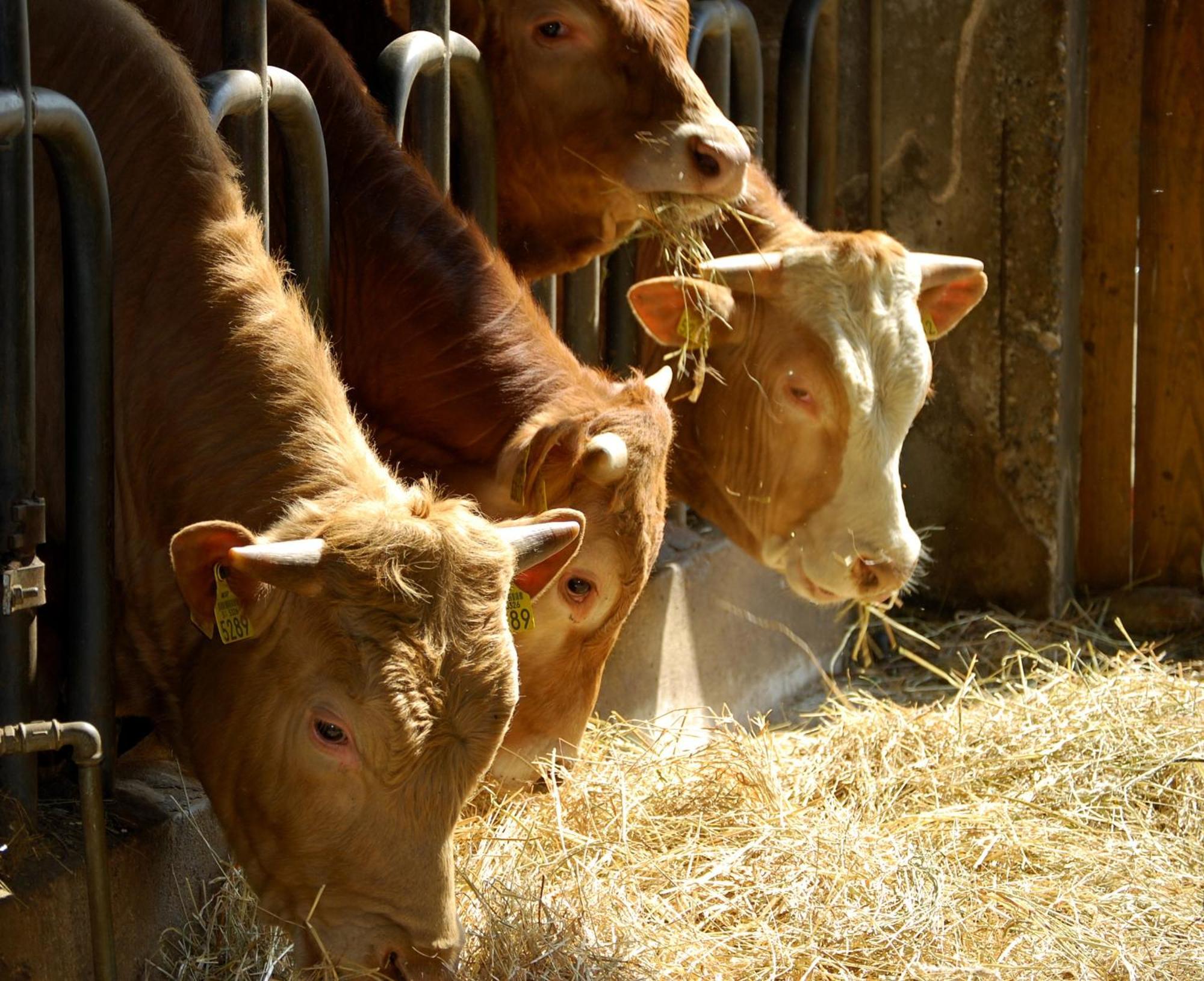Farm Stay Malovscevo Vitovlje ภายนอก รูปภาพ